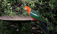 King parrots/ redwing parrots/rosella