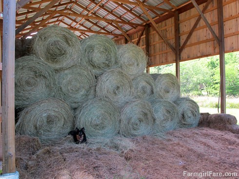 (30-5) It takes a LOT less work to move round bales into the barn, which is why we crossed over - FarmgirlFare.com