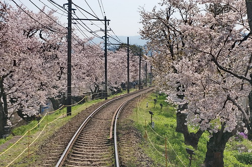 【写真】桜 : 宇多野－鳴滝間（２）