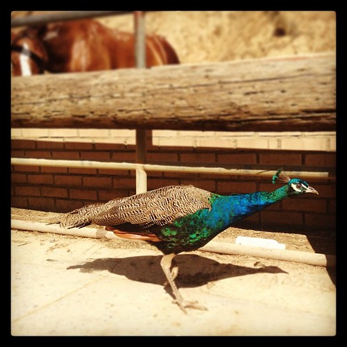 #peacock #sunsetranchstables