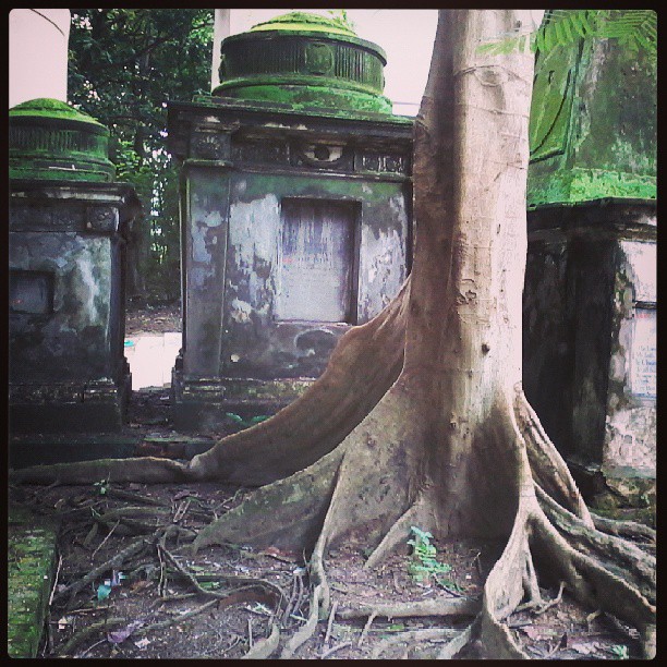 Nothing like a morning stroll through a spooky cemetery. (South Park Street Cemetery, Kolkata)