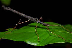 Stick insects (Indonesia)