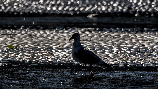 California Gull Silhouette