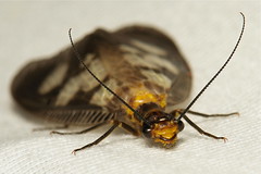 Megaloptera (Dobsonflies and Fishflies)