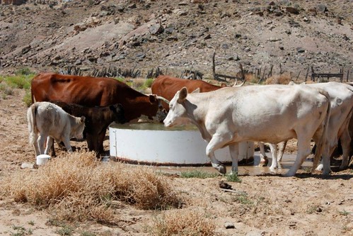 Cattle drink clean water from a new well on the Navajo Nation, dug with the help of NRCS.