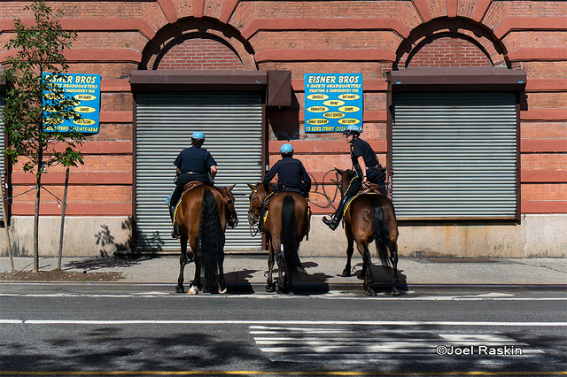 NYPD Horses