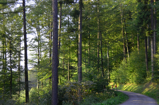 Bosque gigantesco camino de la casita de Heidi en Maienfeld