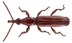 Coleoptera Family Brentidae