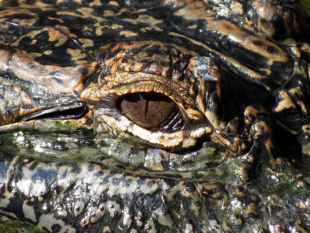 gator closeup
