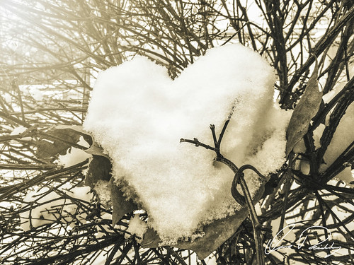 Pierced Snow Heart