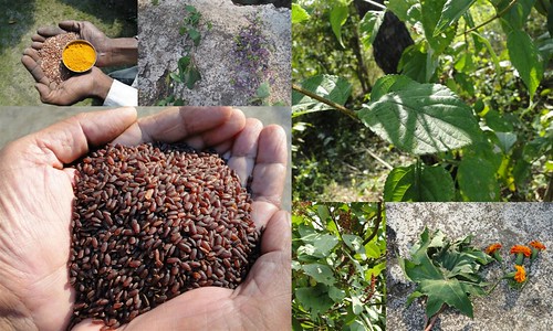 Validated and Potential Medicinal Rice Formulations for Hypertension (उच्च रक्तचाप) with Diabetes mellitus Type 2 (मधुमेह) Complications (TH Group-322 special) from Pankaj Oudhia’s Medicinal Plant Database by Pankaj Oudhia