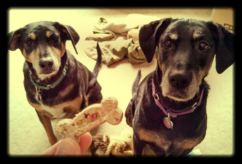 Tut & Lola love Casey Jones Bones