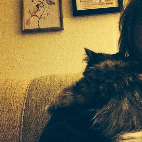 Post- dinner snuggle. #wyllastout #ibkc #kitten #megaesophagus