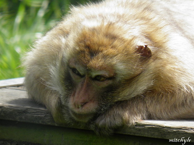Barbary Macaque 3