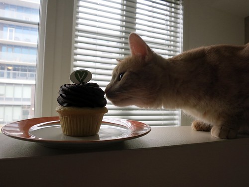 Cat & Cupcake