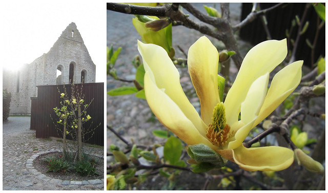 Yellow Magnolia in Visby
