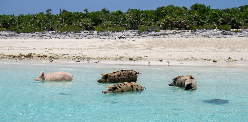 Pig Beach - Swimming Pigs of the Exumas