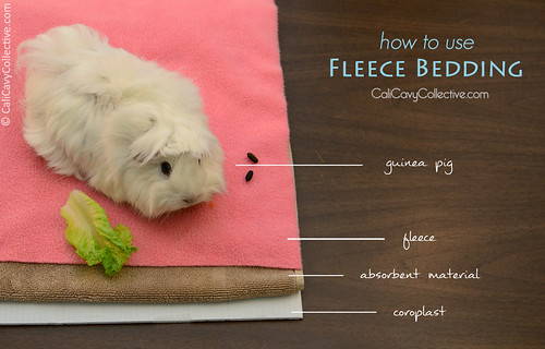 Abby-Roo shows how to layer fleece bedding in your guinea pig's cage