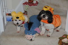 Dogs at Halloween 2013