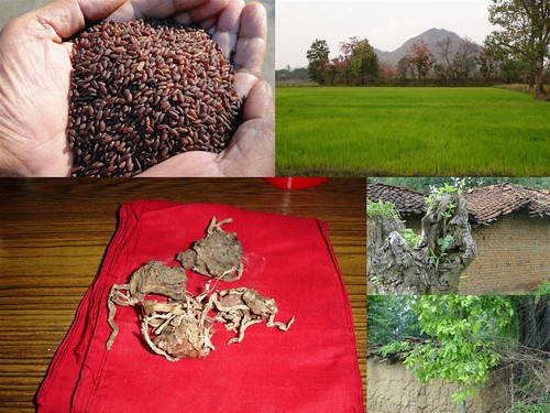 Validated and Potential Medicinal Rice Formulations for Diabetes Type 2 and Cancer Complications and Revitalization of Kidney (TH Group-184) from Pankaj Oudhia’s Medicinal Plant Database by Pankaj Oudhia