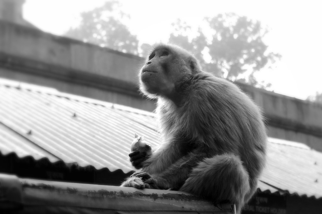 Monkey - Taj Mahal