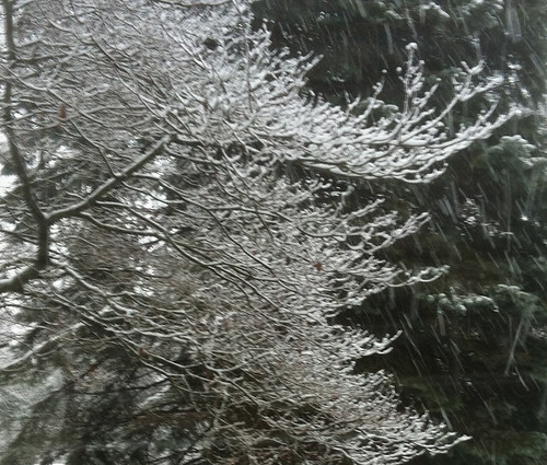 Dogwood, Blue Spruce, and Falling Snow by randubnick