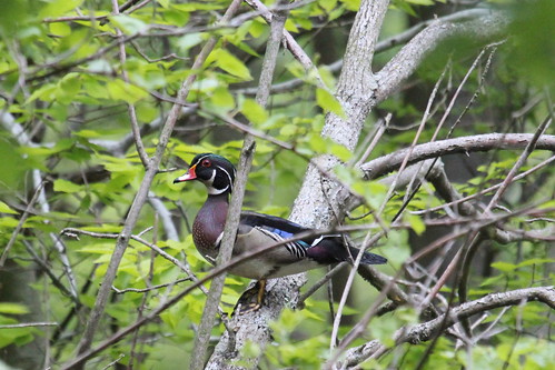 Where would you expect to find a wood duck? by ricmcarthur