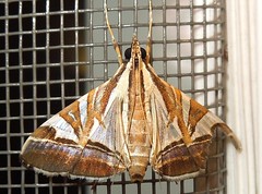 Crambid moth (Agrioglypta sp.) 