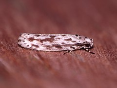 Ermine moths - Family Yponomeutidae