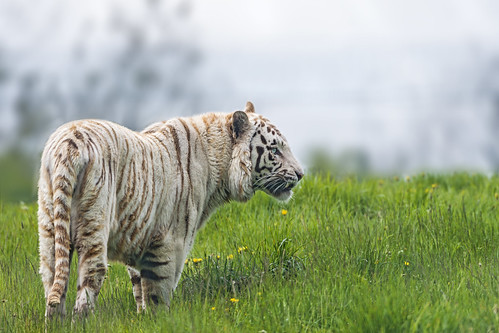 White tiger in the grass... by Tambako the Jaguar