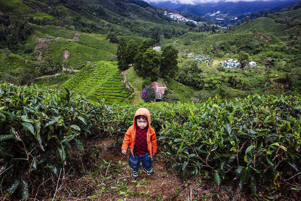 Little Children at Habu Boh Tea Plantation | Cameron Highlands