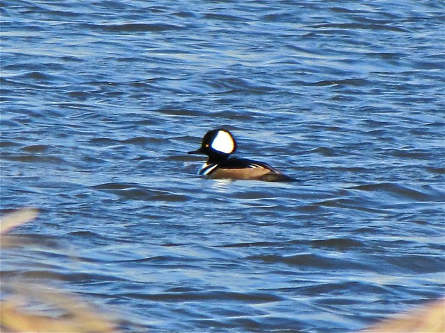 Hooded Merganser at Goose Lake Prairie State Park in Grundy County, IL 01