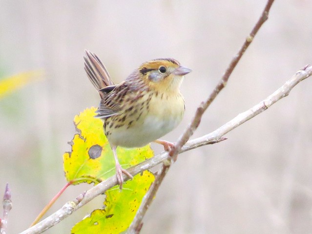 Le Conte's Sparrow at the Kenneth L. Schroeder Wildlife Sanctuary in McLean County, IL 06