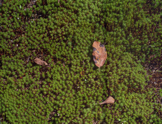 The 300 million pixels images of Moss and dead leaf