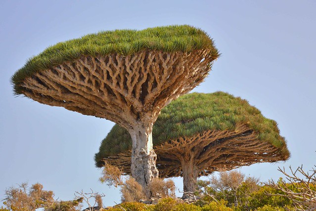 Dragon's Blood Tree, Socotra Island