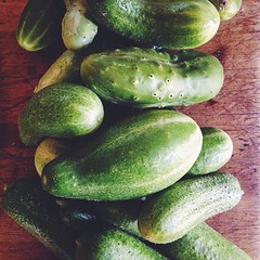 More of the same garden goodness.... Parisian Pickling cucumbers aka cornichons