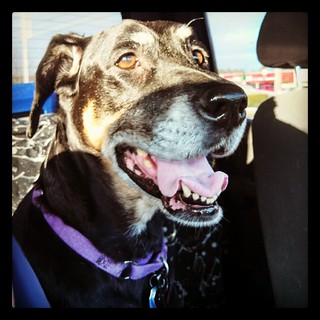 Lola, such a happy girl! #dobermanmix #happydog #carride #smile #dogstagram