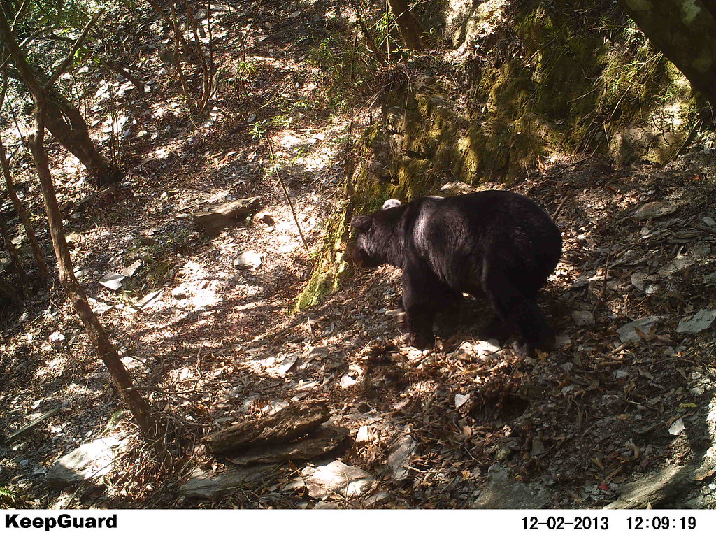 讓台灣黑熊留在森林守護台灣自然環境。（圖片來源：台東林管處）