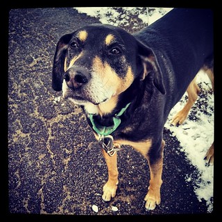 Good Morning...gonna get cold today! #brrrr #snow #coonhoundmix #dogstagram #adoptdontshop #Rescued