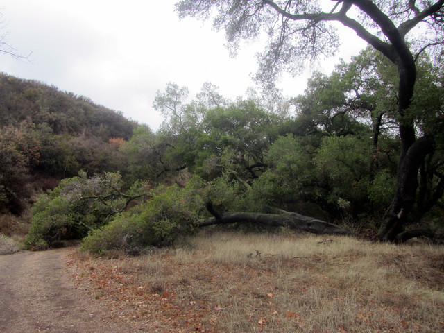 california oak lost in the rain