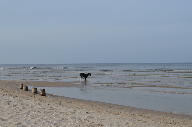 Świnoujście beach Poland_Bailey dog running into the sea