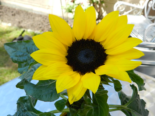 LIDL sunflower, €2.99