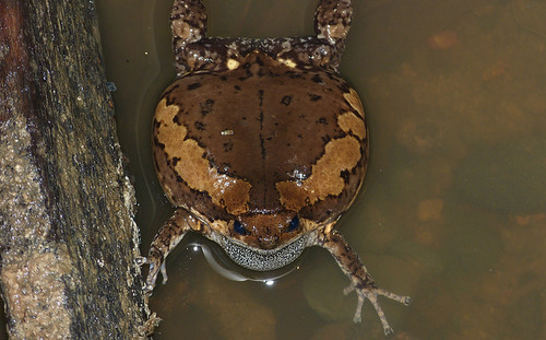 身體鼓的大大的花狹口蛙，圖片來源：http://www.flickr.com/photos/berniedup/8681015358/，圖片作者：Bernard DUPONT，本圖片符合CC授權使用。
