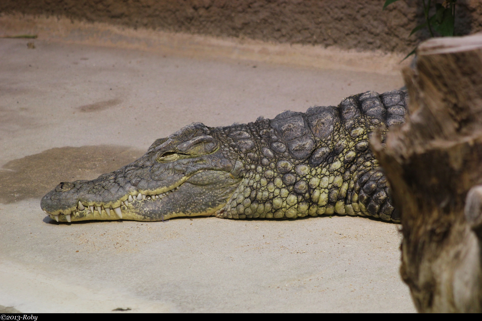 Crocodile_2013 -Roby