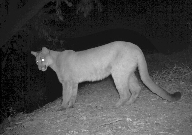 cougar cub