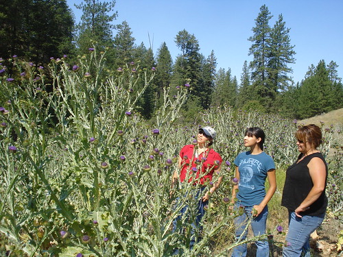 FRTEP extension agents and a Colville Confederated Tribe representative in Washington State with invasive Scotch thistle. Infestations of this noxious weed can reduce forage production and land use by livestock. Photo by Daniel Fagerlie, Washington State University Extension Tribal Relations Liaison Regional Specialist and Project Director of APHIS PPQ