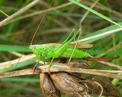 new album Grasshoppers, Bush Crickets, Crickets and relatives