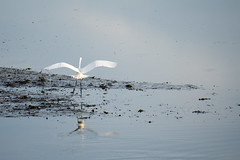 White Heron / Great White Egret