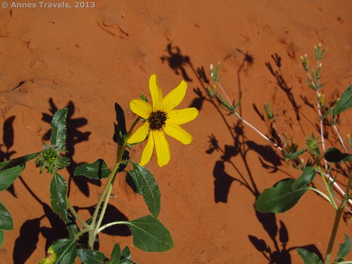 A flower along the overland trail near the top of Spooky Slot, Dry Fork Slots, Grand Staircase-Escalante, Utah