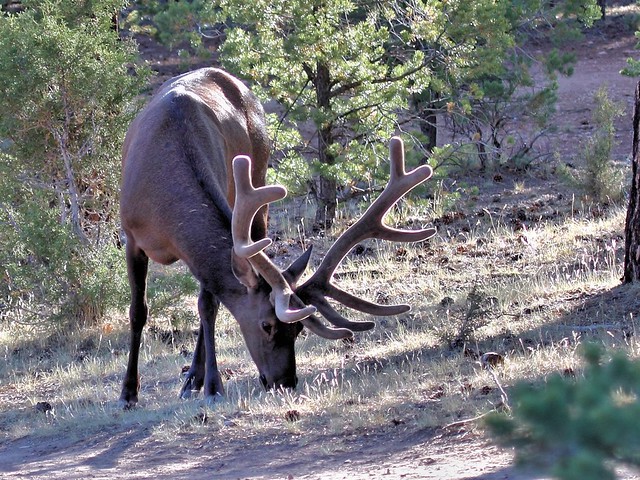Elk 4-20130618